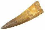 Fossil Spinosaurus Tooth - Real Dinosaur Tooth #343581-1